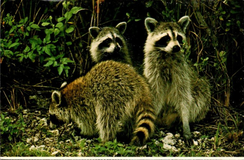 Florida Everglades National Park Raccoons