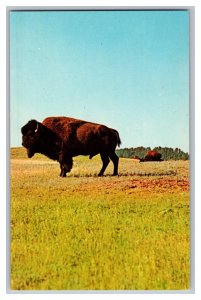 Postcard SD Buffalo Black Hills South Dakota Vintage Standard View Card