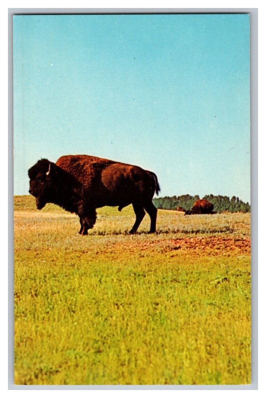 Postcard SD Buffalo Black Hills South Dakota Vintage Standard View Card 