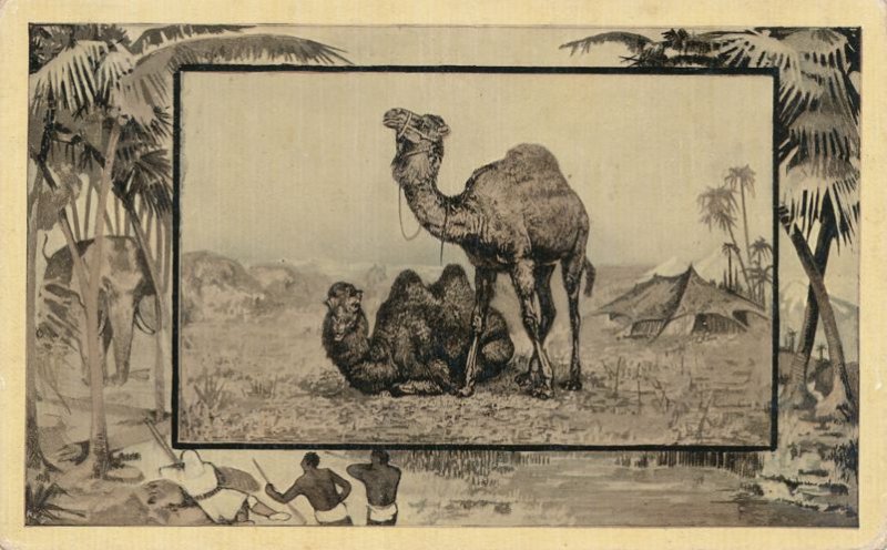 Africa Safari 1909 Series by Mintz of Chicago - Camel - DB