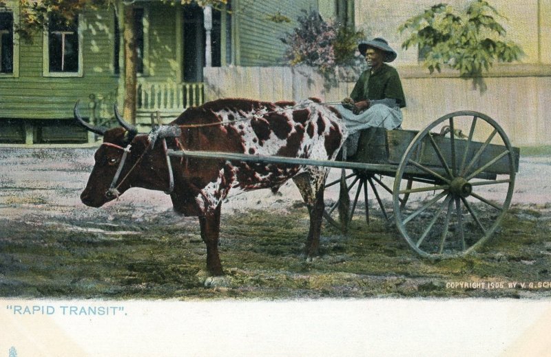 Postcard Antique Raphael Tuck ,   Rapid Transit Oxen Cart,   K2