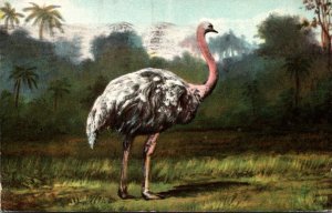 Birds Ostrich Native Of Africa 1909