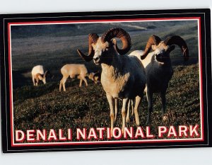 Postcard Dall Sheep, Denali National Park, Alaska