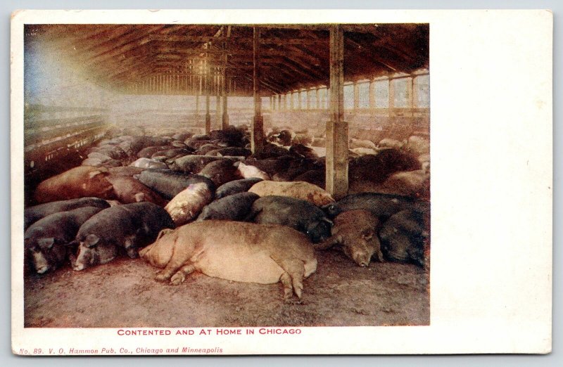 Contented and at Home in Chicago Illinois~Sleeping Pigs & Hogs in Barn~c1905