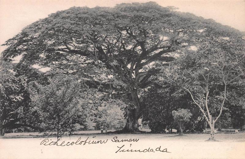 Pithecolobium, Saman, Benth, Trinidad, B.W.I., Early Postcard, Unused