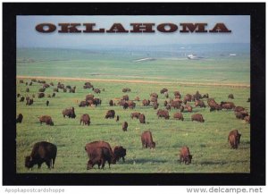 Oklahoma Buffalo On The Great Plains