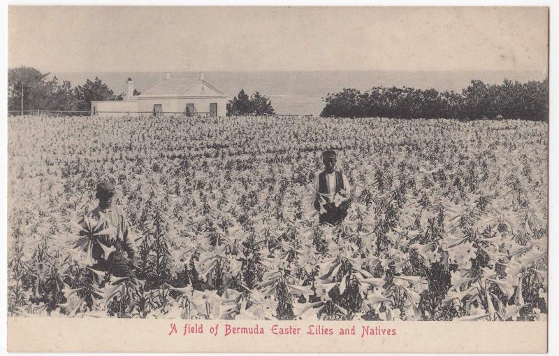 Bermuda; A Field Of Easter Lilies & Natives PPC By AE Bourne, Unused, c 1910's 