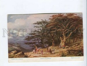 3171899 Palestine Cedars of Lebanon by Perlberg Vintage PC