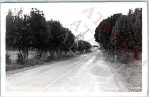 c1940s Oregon Coast Highway RPPC Myrtle Trees Road Trail Real Photo PC OR A164