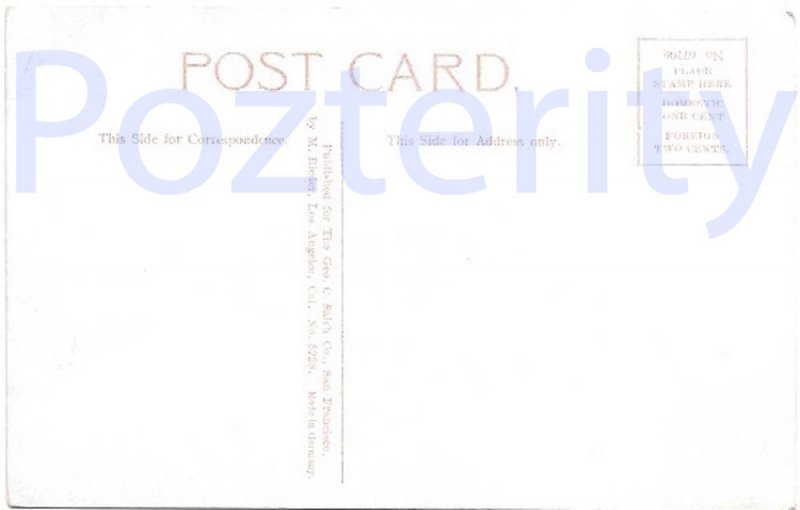 BUFFALO IN GOLDEN GATE PARK SAN FRANCISCO