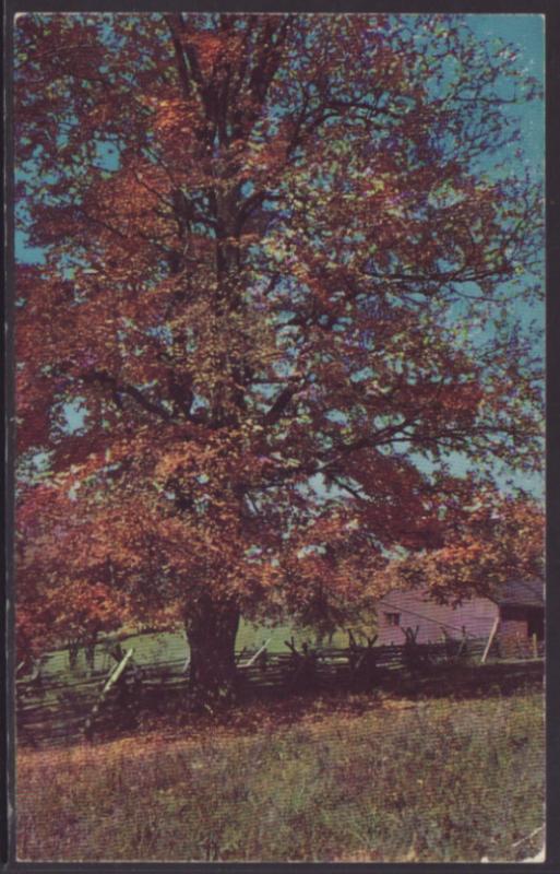 Autumn Scene,Howard City,MI Postcard BIN