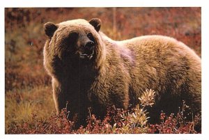 Brown Bear, Audubon  