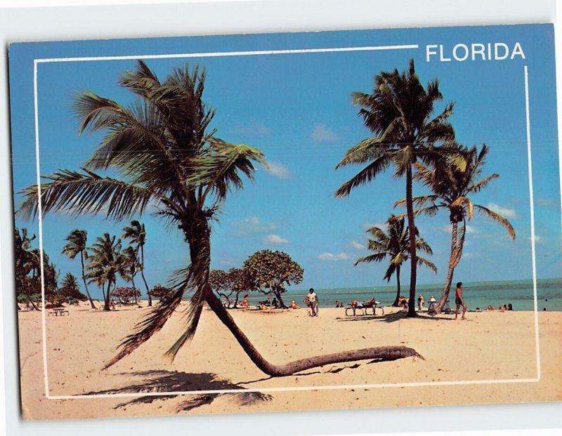 Postcard Graceful Coconut Palms, Florida