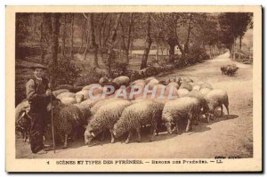 Old Postcard Folklore Pyrenees Shepherd Sheep