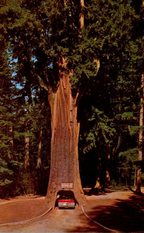 California Redwood Highway Underwood Park Chandelier Drive-Thru Tree