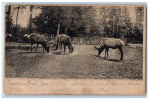 c1905 Elk Grazing Point Defiance Park Tacoma Washington Posted Vintage Postcard 