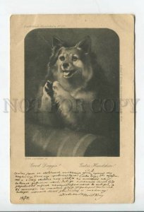 431873 Edw. LANDSEER Pray of DOG SPITZ Good Doggie Vintage postcard 1901 year