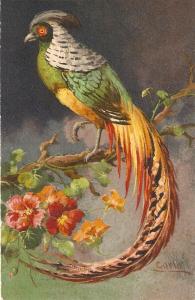 \Exotic Birds in the Jungle\Colourful Swish Postcard