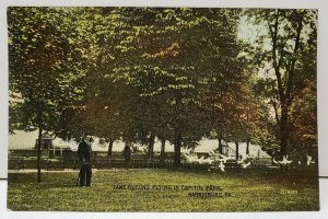Harrisburg Pa Tamed Pigeons Flying in Capitol Park Hand Colored Postcard