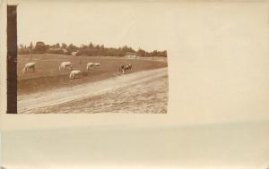 WORLD WAR ONE Real photo postcard military man & cows place to identify Romania?
