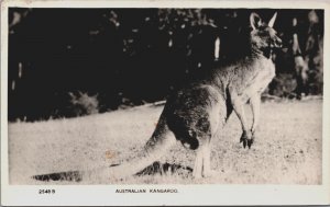 Australia Australian Kangaroo Vintage RPPC C211