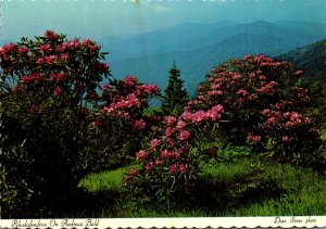 Great Smoky Mountains National Park Rhododendron On Andrews Bald