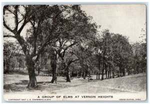 1907 Group Elms Vernon Heights Cedar Rapids Iowa IA RPO Vintage Antique Postcard