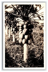 RPPC Papaya Tree Honolulu Hawaii Territory TH HI UNP Postcard V7