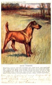 Dog ,  Irish Terrier