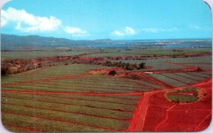 Postcard Hawaii - Oahu - Dole Pineapple Fields