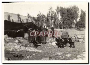 Picture Israel Bedouins Goats