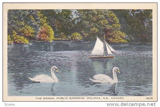 Swans , Public Gardens, Halifax , Nova Scotia, Canada , 30-50s