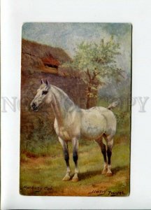 3157095 WHITE HORSE Hackney Cob by Harry PAYNE vintage TUCK PC