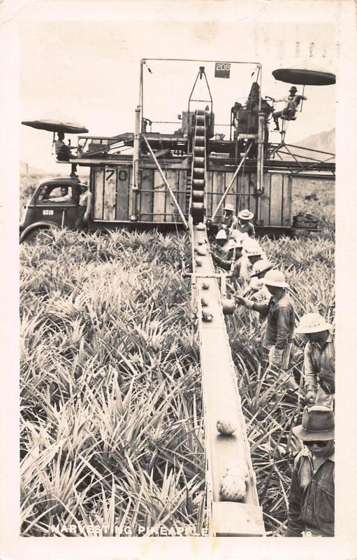 Harvesting Pineapple in Hawaii, Early Real Photo Postcard, Used in 1948