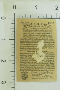 1880's Arm & Hammer Handsome Birds Black Wood Warbler Trade Card P133