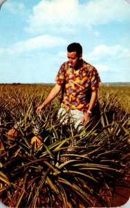 Hawaii Oahu Wahiawa Pineapple Fields