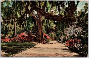 Magnolia Gardens on the Ashley Charleston South Carolina SC Flowers Postcard