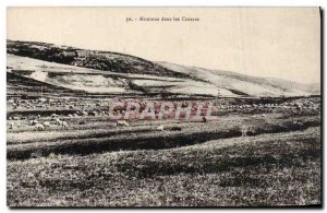 Old Postcard Sheep in the Causses