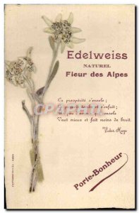 Old Postcard Fantasy Flowers dried Edelweiss