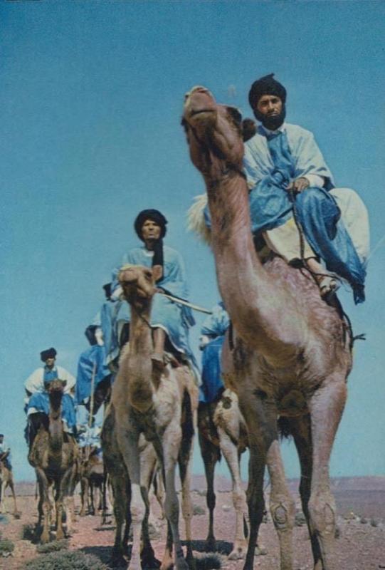 Morocco The Blue Men Camel Riders Postcard