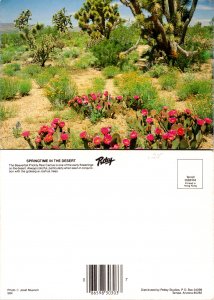 Springtime in the Desert (9823)