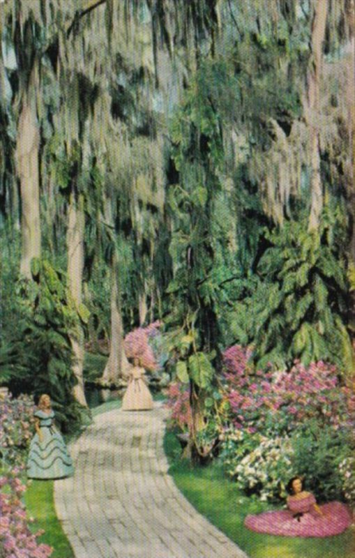 Florida Flowers Azalea Time In Cypress Gardens 1952