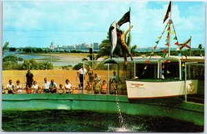 VINTAGE POSTCARD PORPOISE SHOW AT MIAMI'S FABULOUS SEAQUARIUM FLORIDA