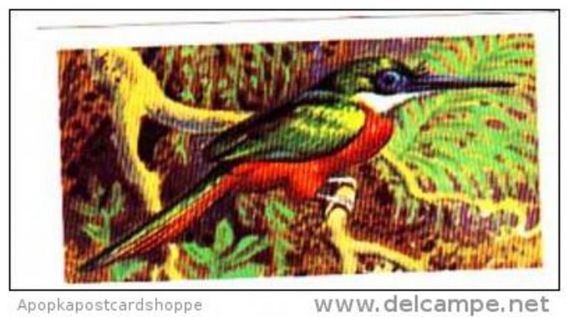 Brooke Bond Trade Card Tropical Birds No 22 Rufous or Red-Tailed Jacamar