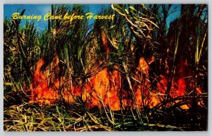 Postcard Hawaii Burning Cane before Harvest