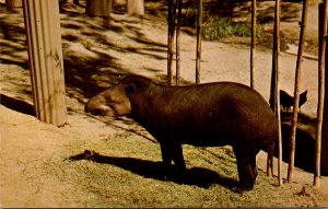 Tapir South America San Diego Zoo
