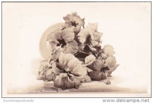 Flowers Hibiscus Hawaiian Islands Real Photo