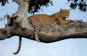 Leopard Cat Unused 