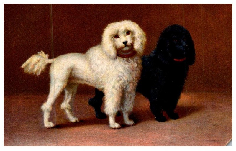 Dog  Poodles