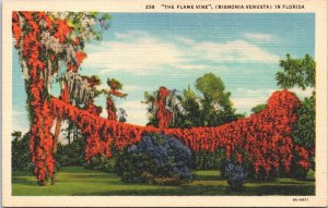 USA The Flame Vine Bignonia Venusta Florida Linen Postcard 05.19